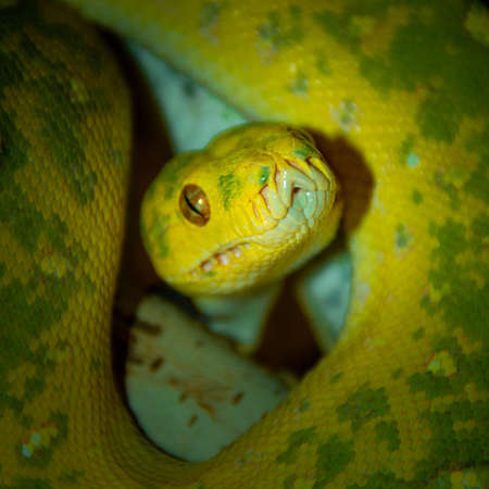 A closeup shot of a yellow snake with green marks on its skinの写真素材