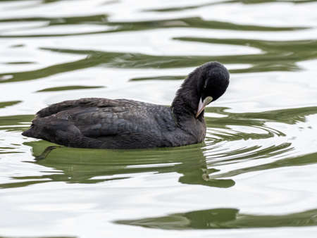 A selective focus shot of a black and white duck hanging out in the lakeの写真素材