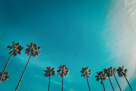 A low angle shot of beautiful palm trees under the clear blue skyの写真素材