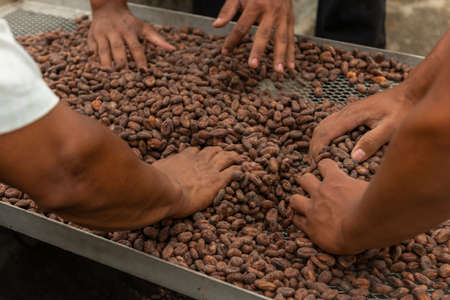 A closeup shot of cocoa beans being processed to become delicious chocolate
