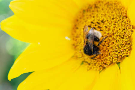 A closeup of a bee in a sunflower surrounded by greenery under sunlight