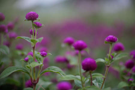 A selective focus shot of purple Lantanas growing in the middle of a fieldの写真素材