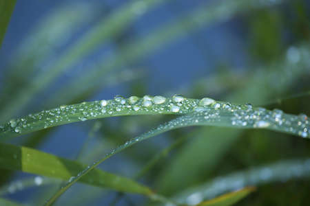 A closeup of water drops on leaves in a garden under sunlight with greenery on the blurry background