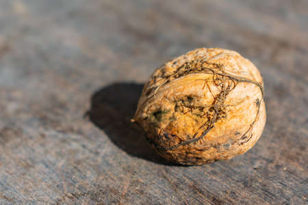 A closeup shot of one whole walnut on a rustic wooden surfaceの写真素材