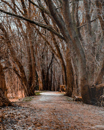 A vertical shot of a pathway in the middle of a forest with leafless trees