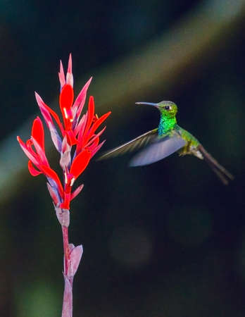 A closeup of a green Rufous hummingbird flying near a red flower with a blurry backgroundの写真素材