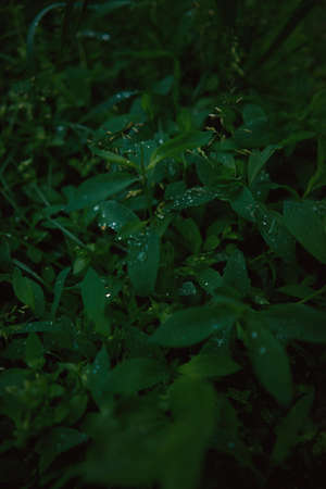 A vertical shot of green plants covered with dewdropsの写真素材