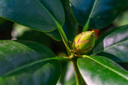 A green flower bud with green leaves on a blurred backgroundの写真素材