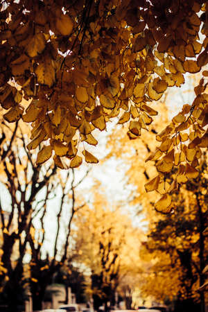 A vertical shot of dry tree leaves on a blurred background