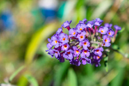 A purple forget-me-not bush in a garden under sunlight with a  blurry background