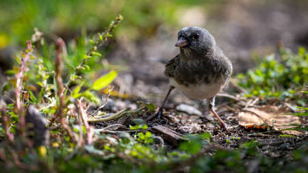 Darke Eyed Junco foraging lowの写真素材