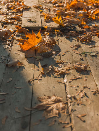 A vertical shot of the beautiful fallen autumn leaves on the wooden groundの写真素材