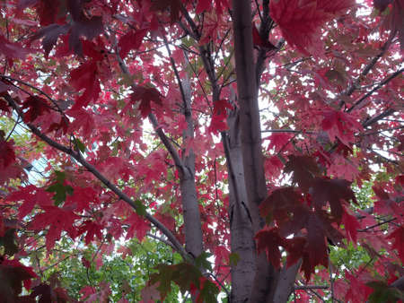A low angle closeup shot of the red leaves on a maple tree