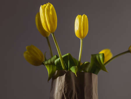 A closeup shot of beautiful yellow tulips in a paper bag with a blurred grey backgroundの写真素材