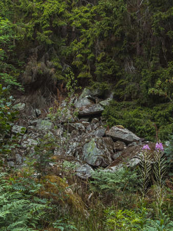 A vertical shot of the two pink wildflowers growing on the mossy stones in the forest