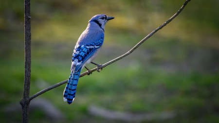 Blue jay (Cyanocitta cristata) perched on a branchの写真素材