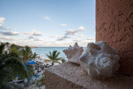 A closeup shot of beautiful white seashells near the wall in the beach in Mexicoの写真素材