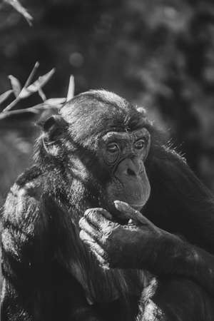 A greyscale shot of a common chimpanzee on a blurred backgroundの写真素材