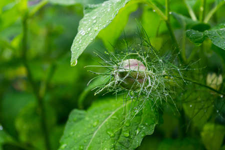 A selective focus shot of an unbloomed green flower surrounded by greenery