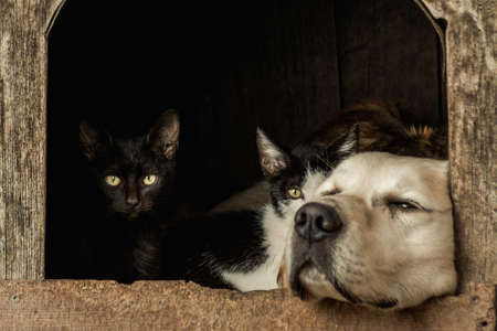 A closeup shot of the snouts of a sleeping dog and two awake catsの写真素材