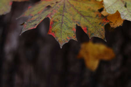 A closeup of a maple leaf in a park during autumn with a blurry background