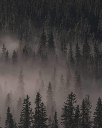 A high angle shot of an evergreen forest covered with fog - a cool picture for backgroundsの写真素材