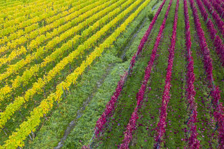 A high angle view of a field covered in grass and colorful flowers under sunlight