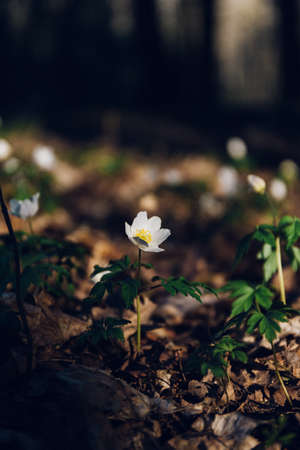 A vertical selective focus shot of a white flower in the middle of a jungleの写真素材