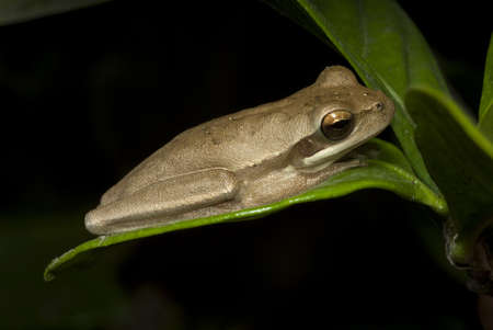 A selective focus shot of a cute frog sitting among the leaves with black background