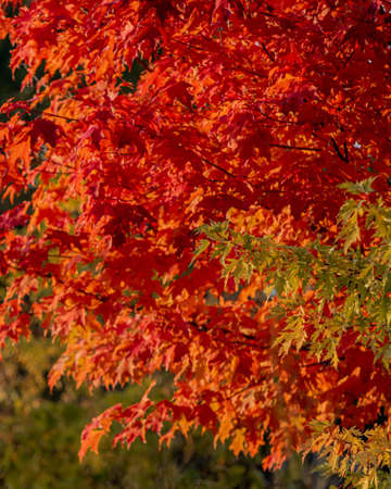 A vertical shot of a red-leafed tree at daytimeの写真素材