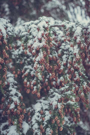 A vertical shot of the small pine cones covered in snow captured in Madeira, Portugal