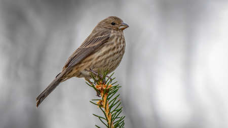 House Finch perched on a branch