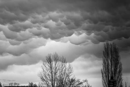 A greyscale shot of tall trees under the beautiful storm clouds