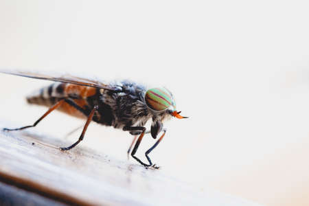 A closeup of a brown fly walking on a table with a nice white backgroundの写真素材
