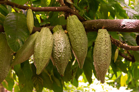 A selective focus shot of Theobroma cacao growing on a tree getting ready to become chocolateの写真素材
