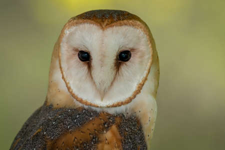 Barn Owl giving me the stink eye