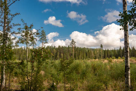 A scenery of a forest full of high rise trees touching the skyの写真素材