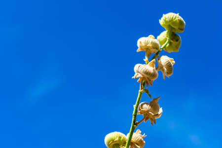 A closeup of yellow unbloomed flowers under sunlight and a blue skyの写真素材