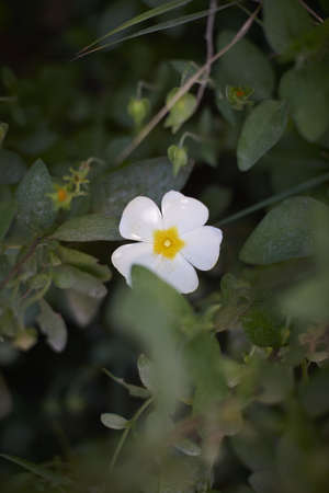 A closeup of a white and yellow Cinquefoil surrounded by greenery with a blurry background