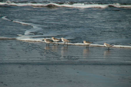 The five cute seagulls walking on the shore of the oceanの写真素材