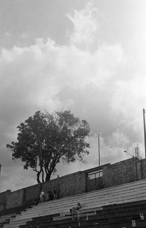 A vertical grey scale shot of stairs and a big tree in front of a building captured from a low angleの写真素材