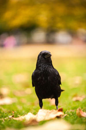 A vertical closeup shot of a black crow standing on the grass with blurred backgroundの写真素材