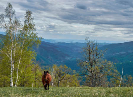 A beautiful brown horse grazing in the green mountains under the cloudy skyの写真素材