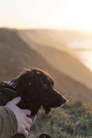 A vertical closeup shot of a cute dog with wise eyes at the ocean shore during sunsetの写真素材