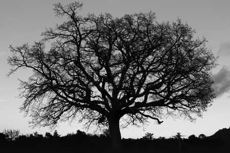 A greyscale of a tree surrounded by greenery under sunlight and a cloudy skyの写真素材