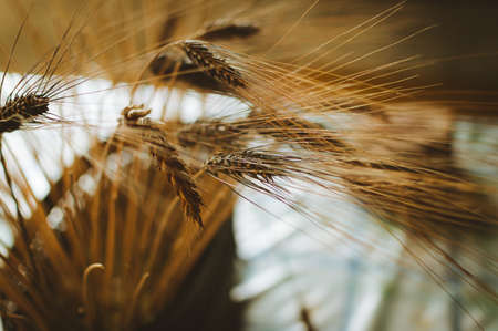 A selective focus shot of wheat captured in Madeira, Portugalの写真素材