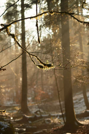 A closeup of a tree branch in a forest surrounded by greenery covered with the snow under sunlight