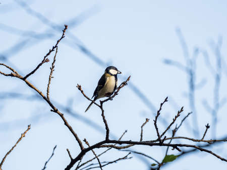 A selective focus shot of a Japanese tit parus  on a branch in Izumi Forest, Yamato, Japanの写真素材