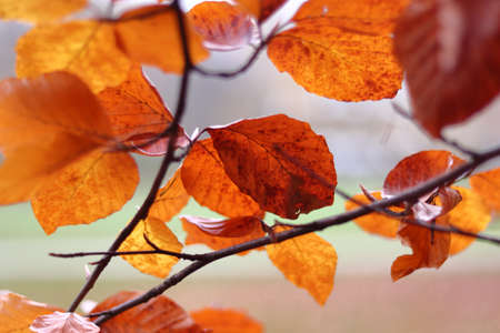 A closeup of red leaves on tree branches in a park during autumn with a blurry background