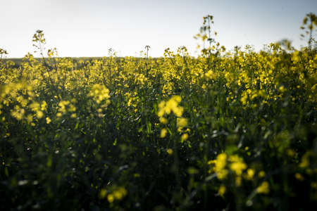 A canola field surrounded by greenery under a blue sky and sunlight with a blurry background